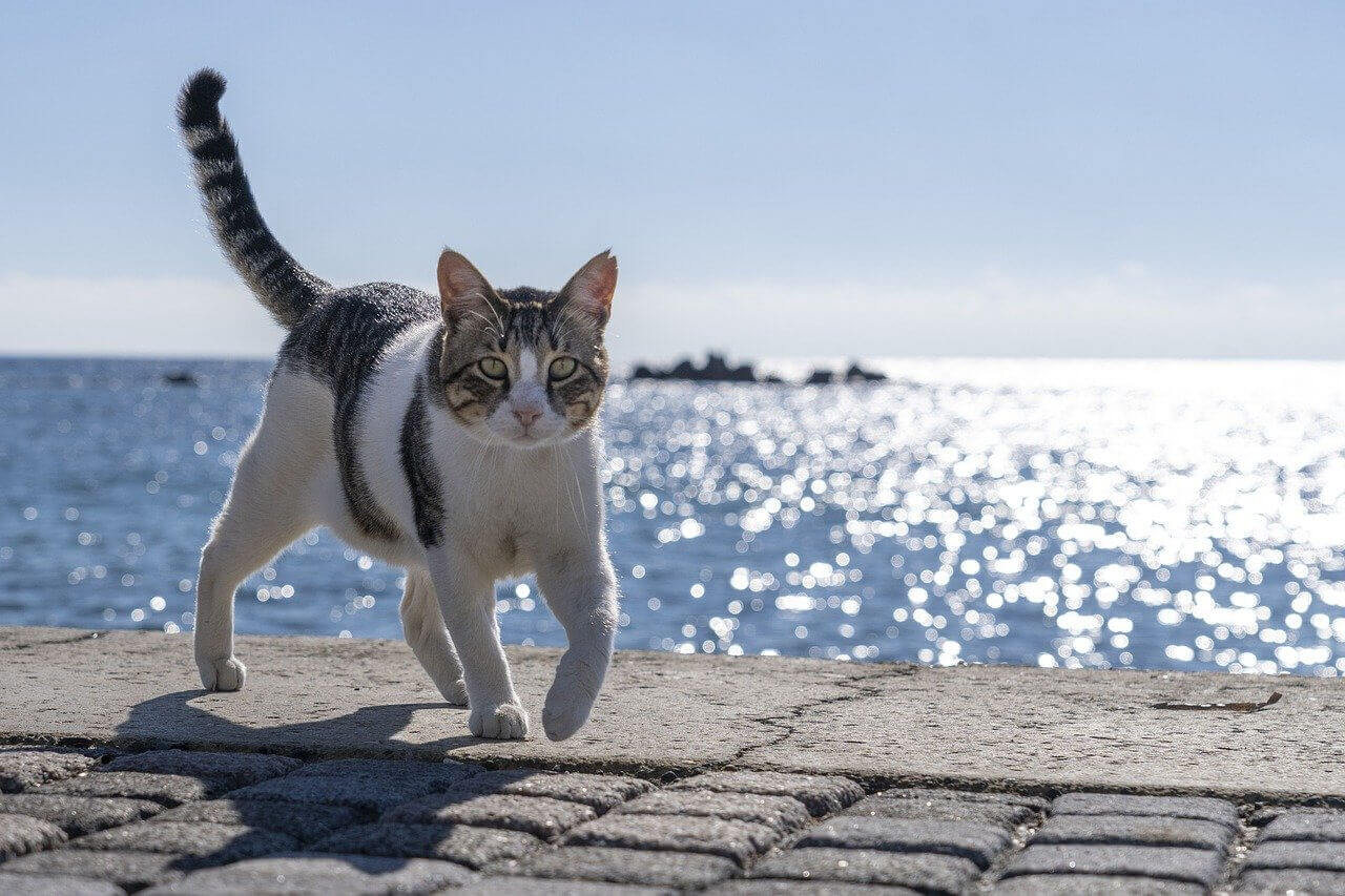 海と猫